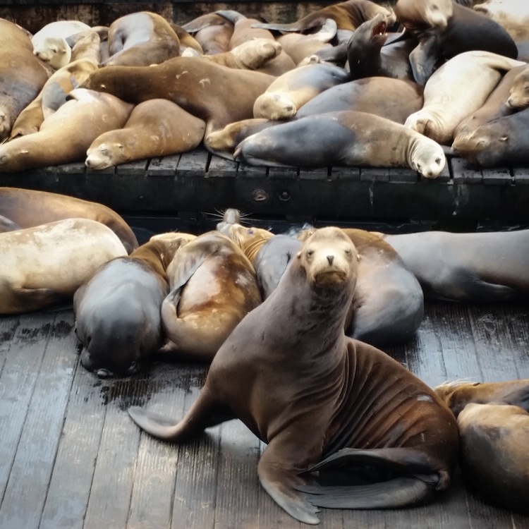 Pier 39 Sea Lion