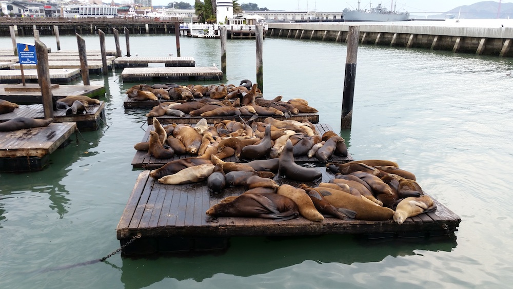 Pier 39 Sea Lions