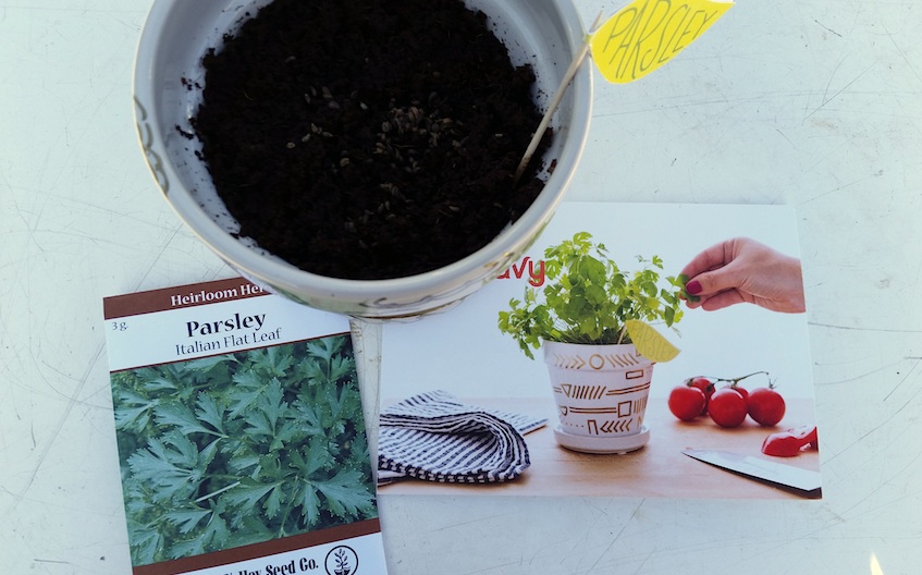 DIY Parsley Garden