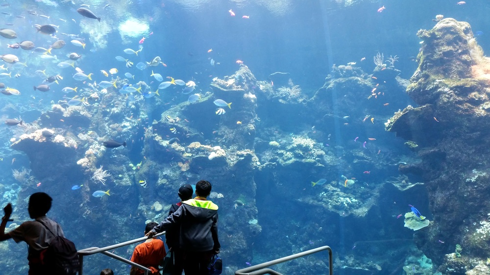 California Academy of Sciences Aquarium