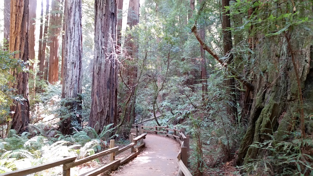 Muir Woods Boardwalk | Fearless Captivations