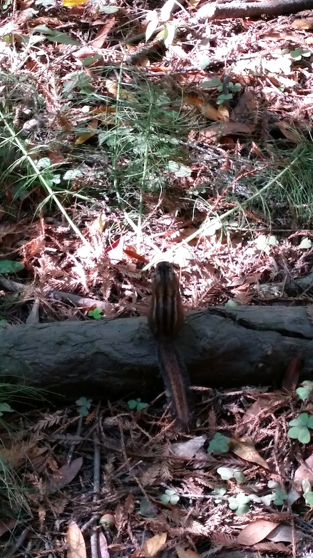 Muir Woods Chipmunk