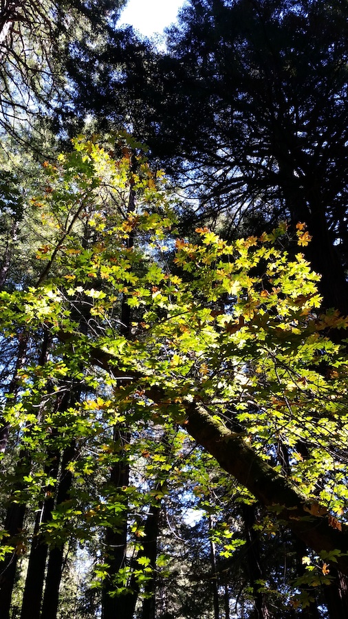 Muir Woods Leaves