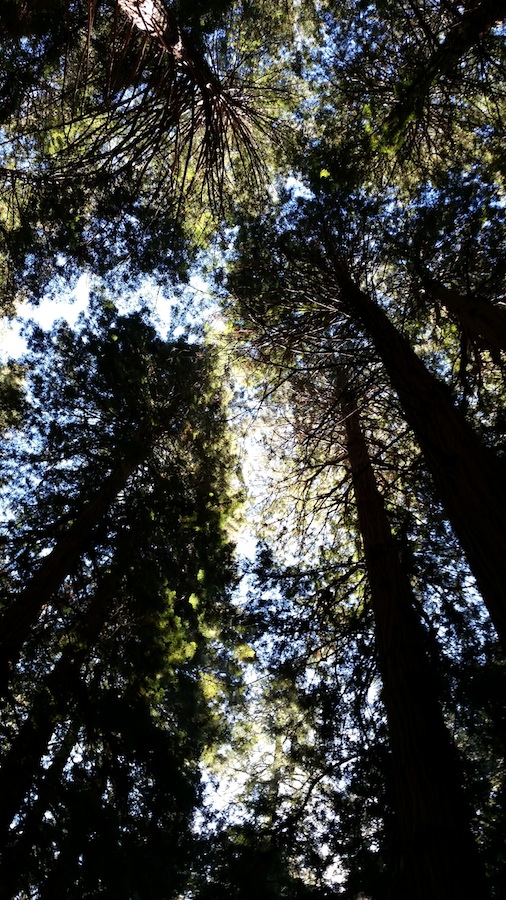 Muir Woods Look Up | Fearless Captivations