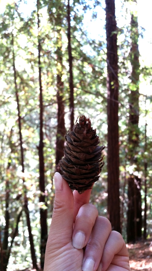 Muir Woods Pinecones