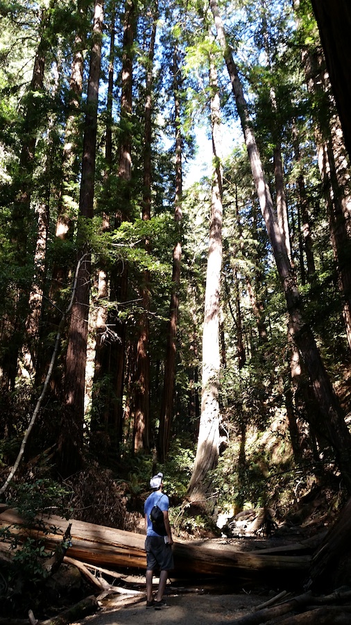 Muir Woods Redwoods