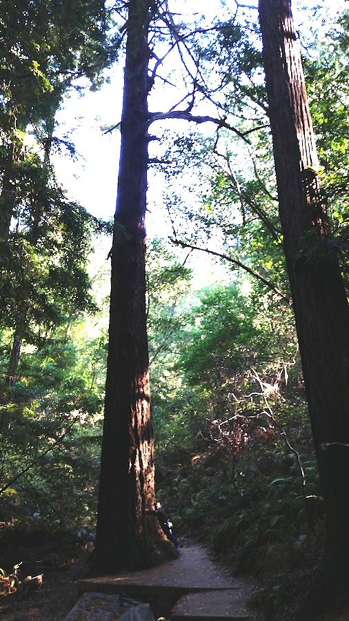 Muir Woods Treehugging