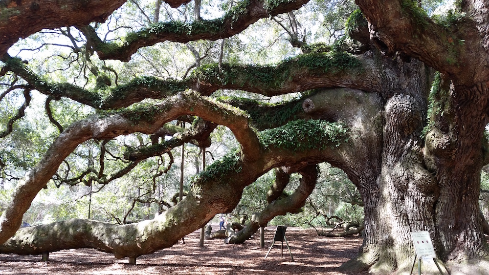 Angel Oak Tree Charleston