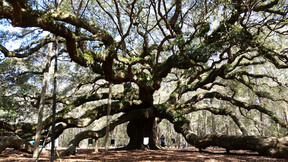 Angel Oak Tree South Carolina