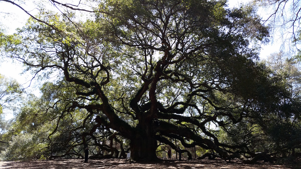 Angel Oak Tree