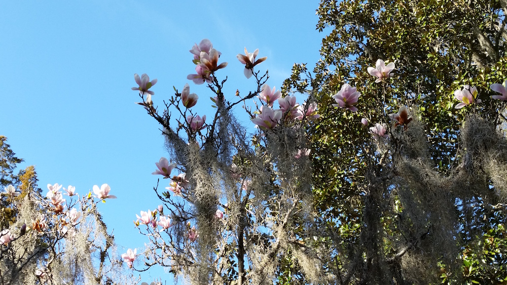 Middleton Place Flowers