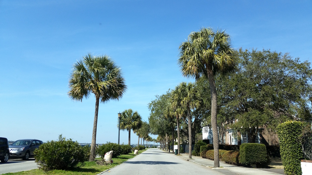 Palmettos near Battery Park