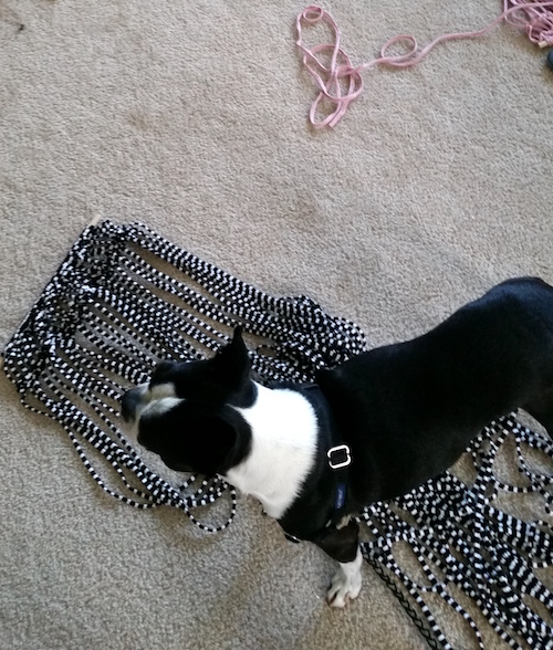 Jack supervising our macrame making.