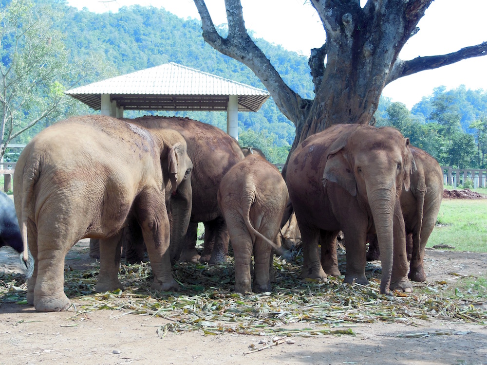 Elephant Nature Park Chiang Mai Thailand Tourism