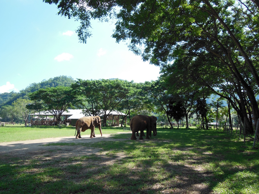 Elephant Nature Park Elephants