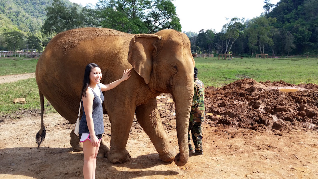 Elephant Nature Park Fearless Captivations Thailand