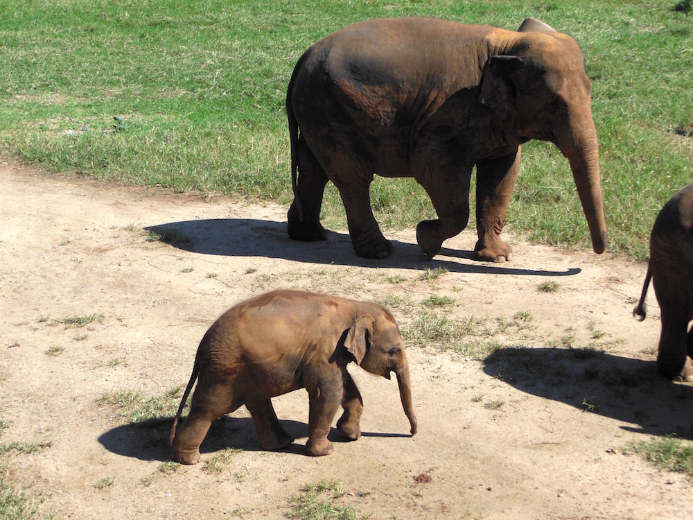 Elephant Nature Park Fearless Captivations