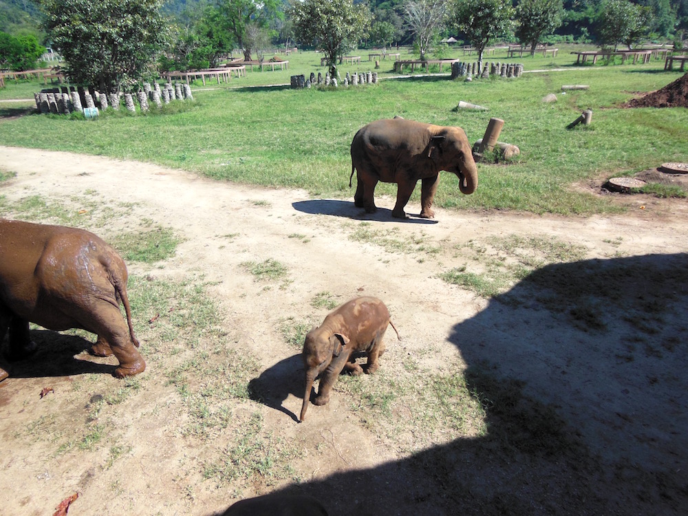 Elephant Nature Park Thailand Fearless Captivations