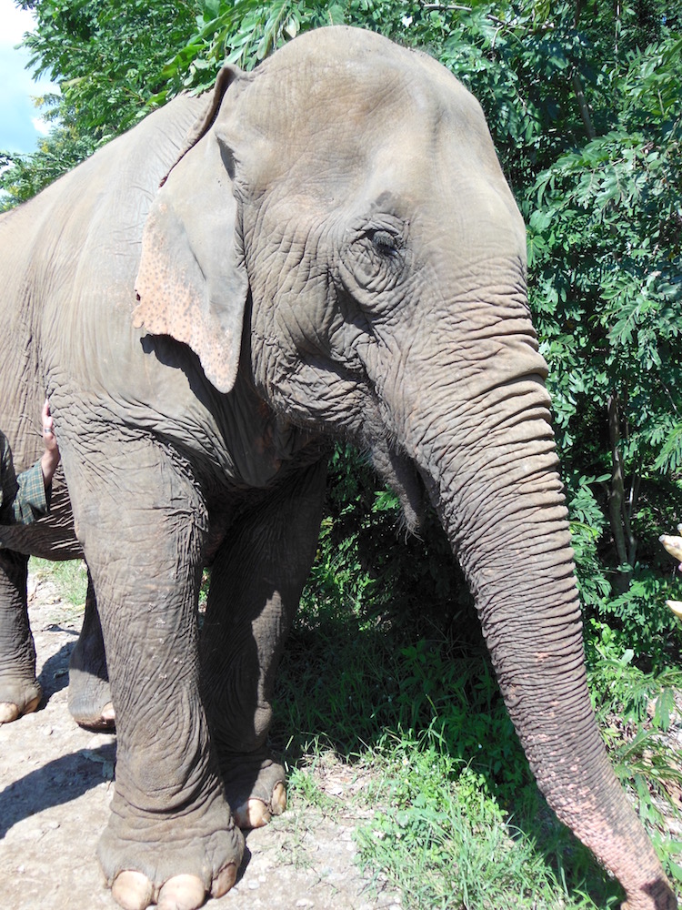 Elephant Thailand