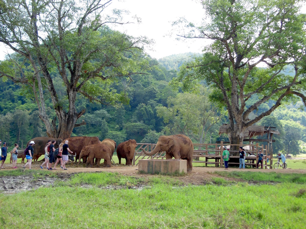 Thailand Elephant Nature Park