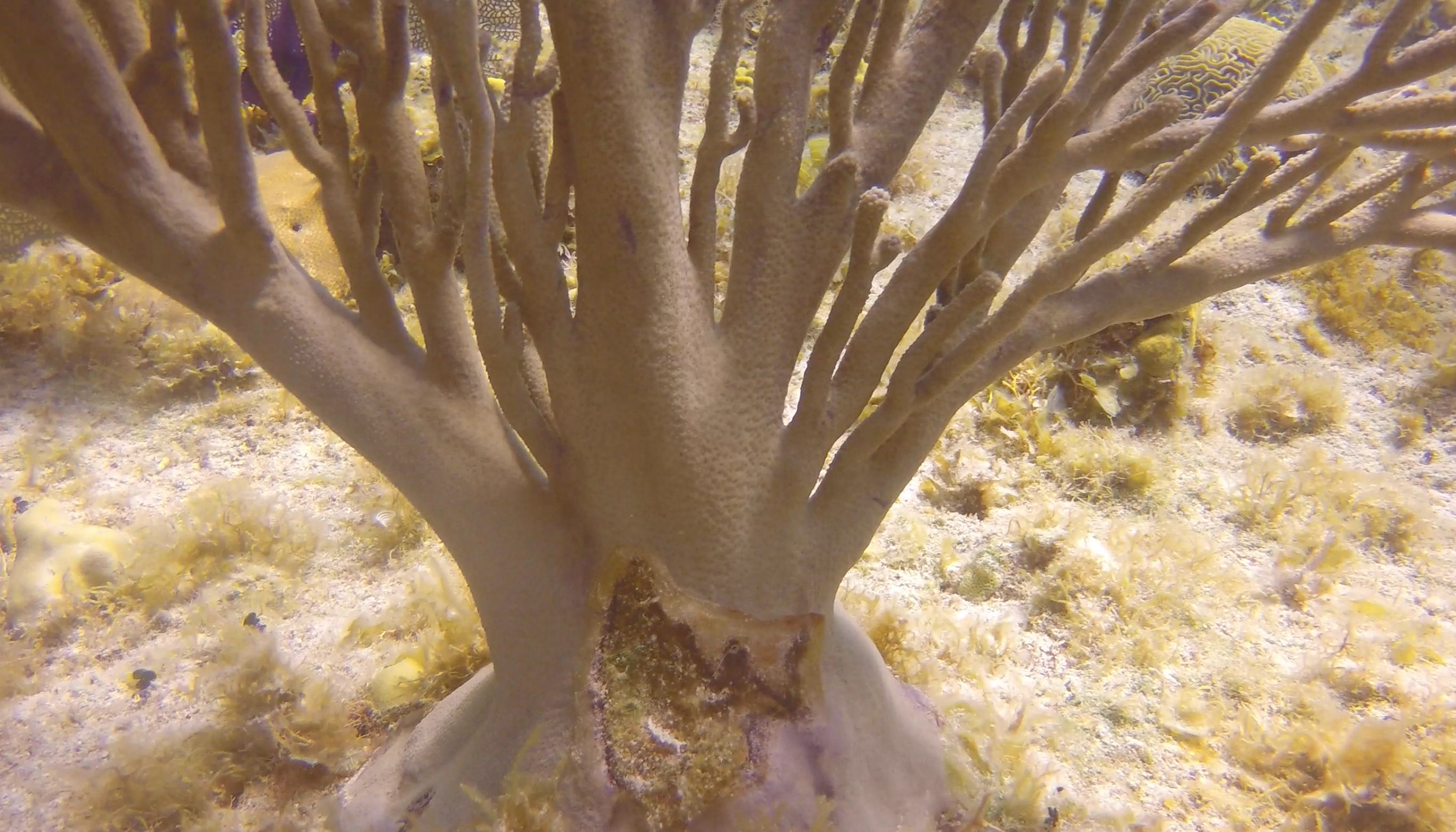 Cayman Islands Lettuce leaf nudibranch